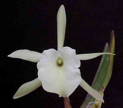 Brassavola (Rhyncholaelia) glauca